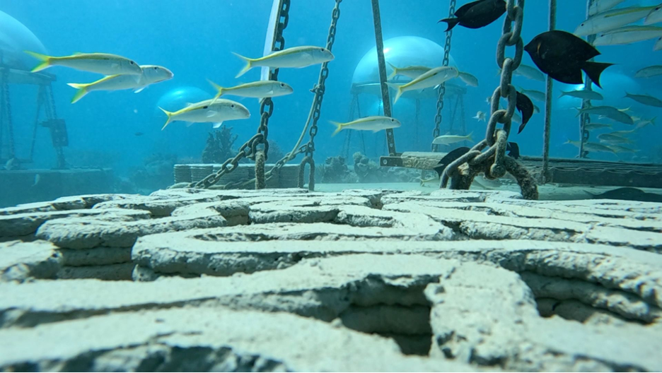 The brine concrete tiles while they are installed under water to enhance coral restoration and promote growth of sustainable marine ecosystems